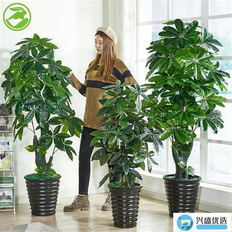 假樹風水|【家中假樹風水】假綠植的風水講究 